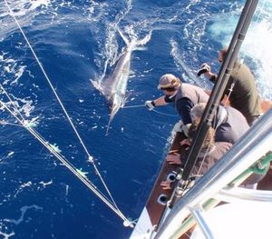 DB Marlin