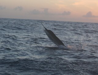Striped Marlin