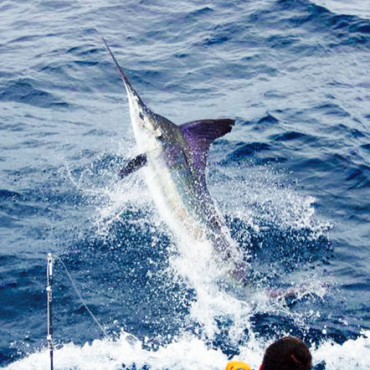 Marlin Master Class