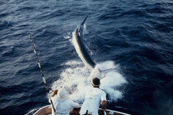 Using Flying Gaffs 2