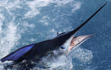 NZ Charter Fishing Experience